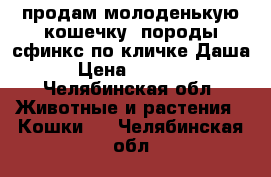 продам молоденькую кошечку ,породы сфинкс по кличке Даша › Цена ­ 1 000 - Челябинская обл. Животные и растения » Кошки   . Челябинская обл.